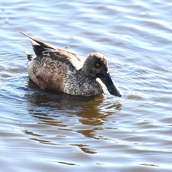Northern Shoveler Northern Shoveler...
NO PHOTO YET