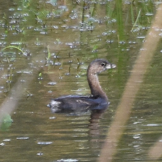 Pied-billed Grebe Pied-billed Grebe...
NO PHOTO YET