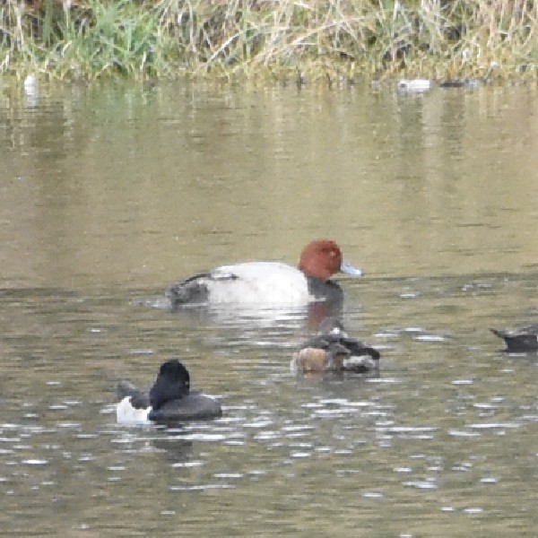 Redhead Redhead...
NO PHOTO YET