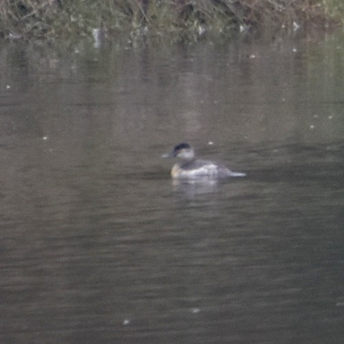 Ruddy Duck Ruddy Duck...
NO PHOTO YET