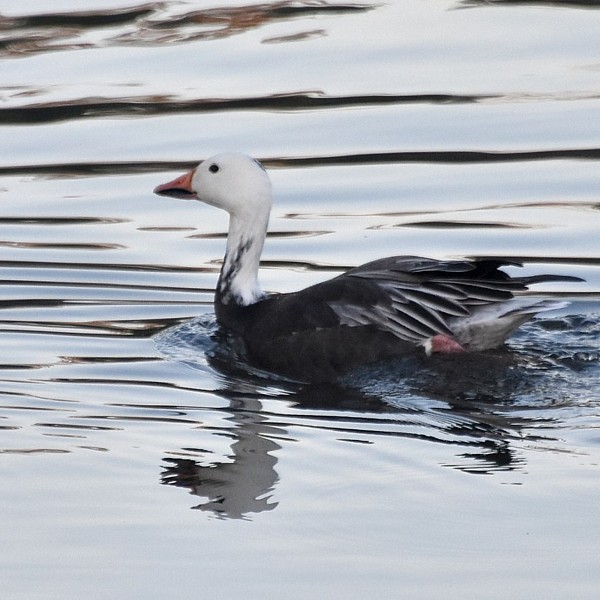 Snow Goose Snow Goose...
NO PHOTO YET