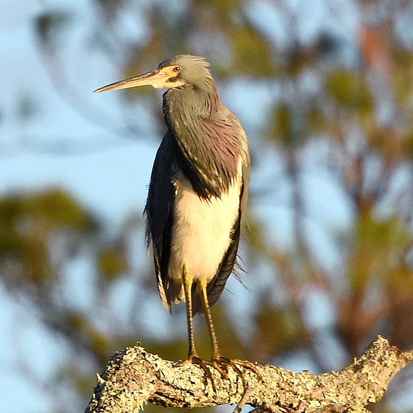 Tricolored Heron Tricolored Heron...
NO PHOTO YET