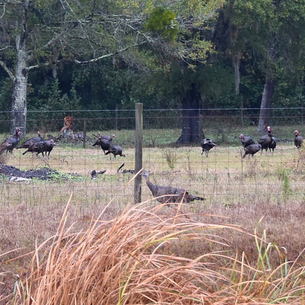 Wild Turkey Wild Turkey...
NO PHOTO YET