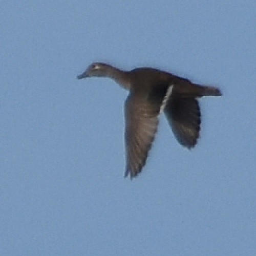 Wood Duck Wood Duck...
NO PHOTO YET