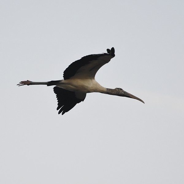 Wood Stork Wood Stork...
NO PHOTO YET