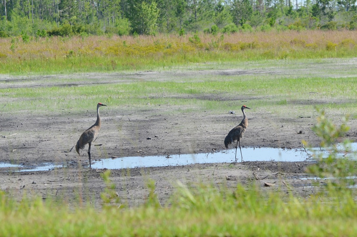 Sandhill Cranes at New World Avenue - June 4, 2015