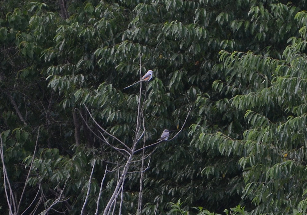 Scissored-tailed Flycatcher and Gray Kingbird 5-16-2015, M&M Dairy