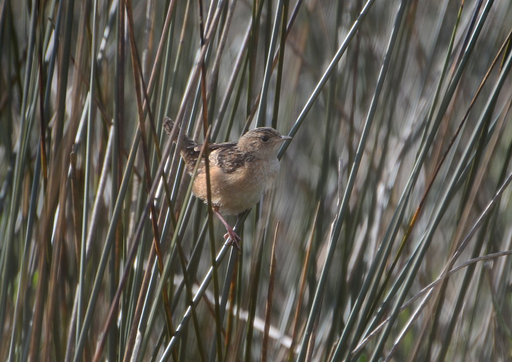 Sedge Wren - 3-3-2015, Fort Carolina