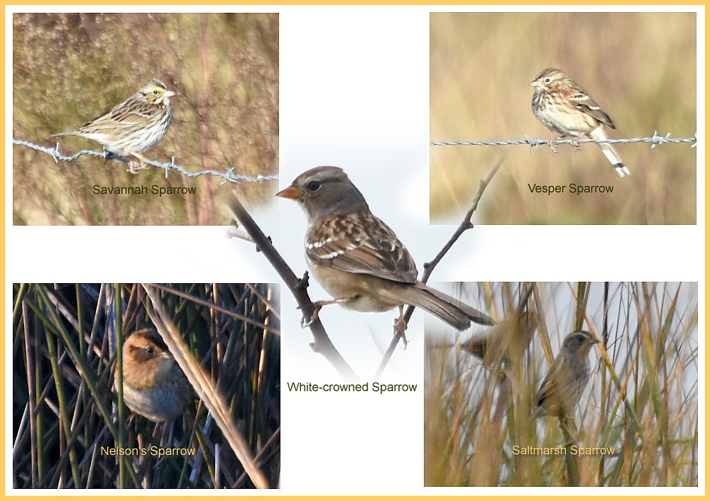 Jacksonville, FL Sparrows