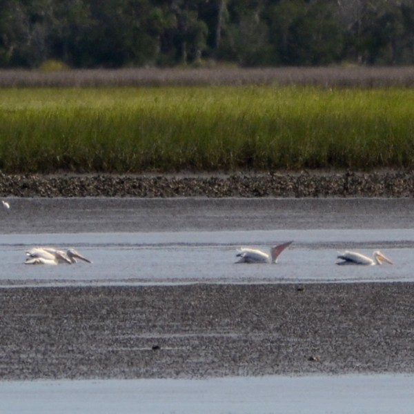 American White Pelican