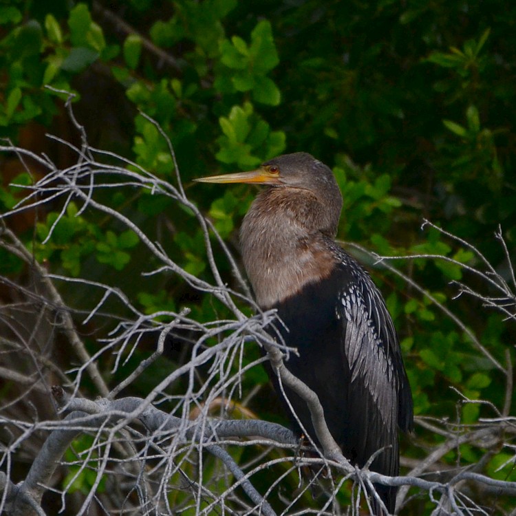 Anhinga