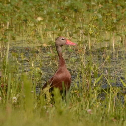 Black-bellied Whistling-Duck