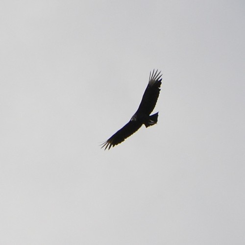 Black Vulture