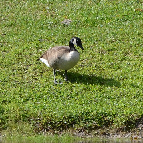 Canada Goose
