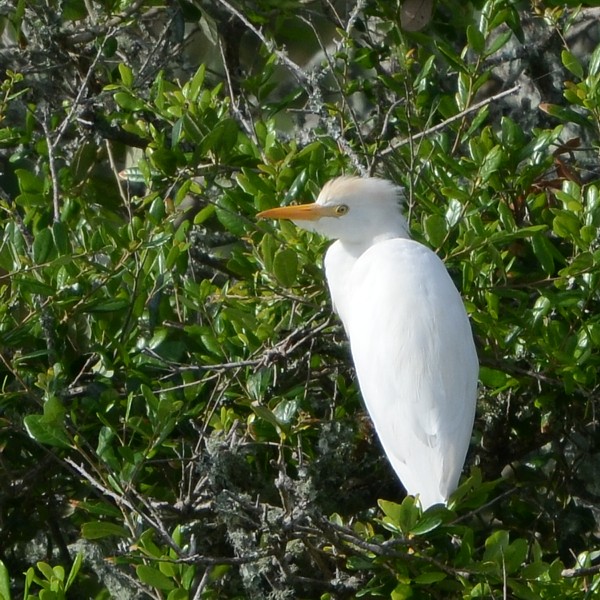 Cattle Egret