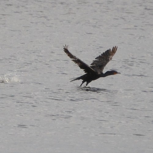 Double-crested Cormorant