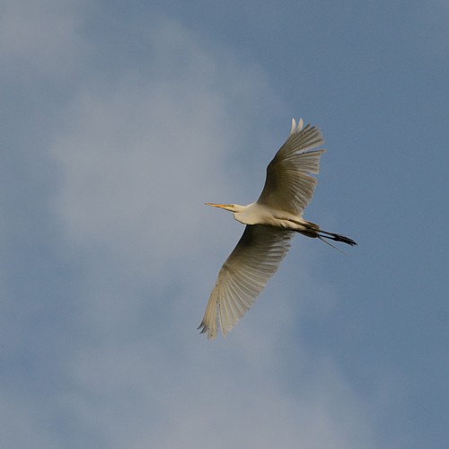 Great Egret