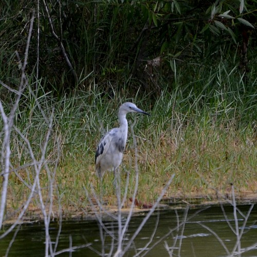 Little Blue Heron