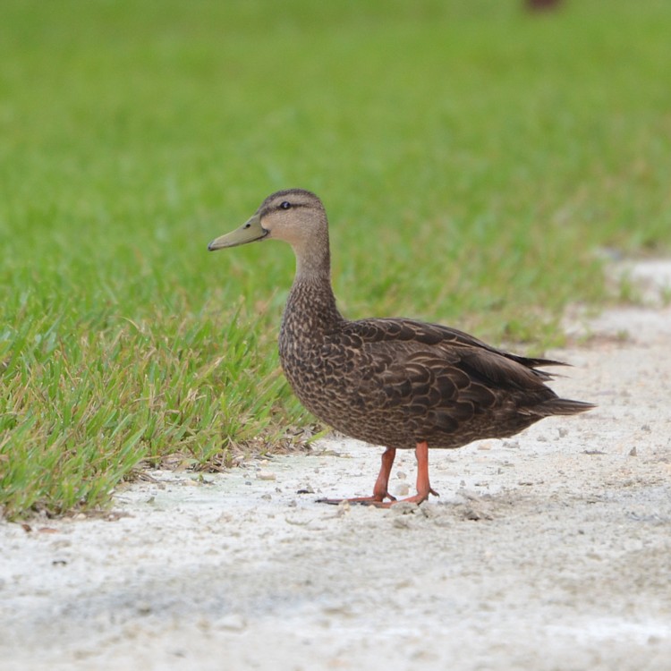 Mottled Duck