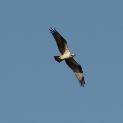 Osprey