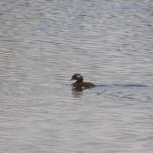 Pied-billed Grebe