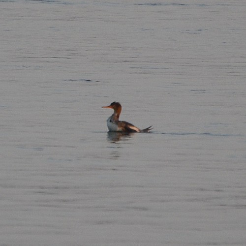 Red-breasted Merganser
