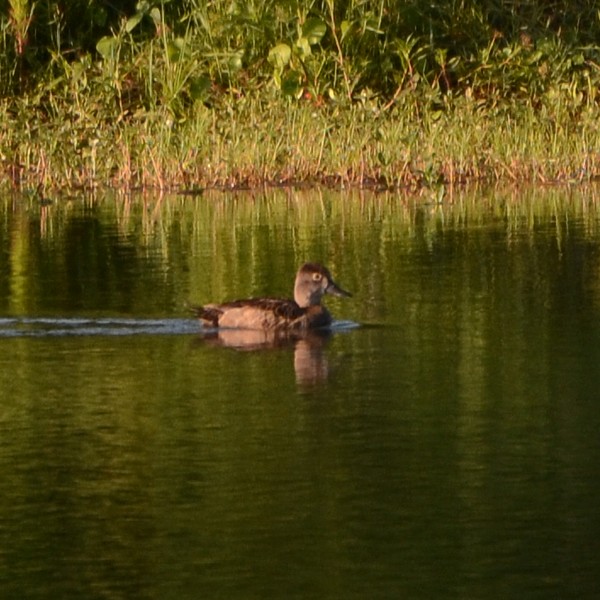 Ring-necked Duck