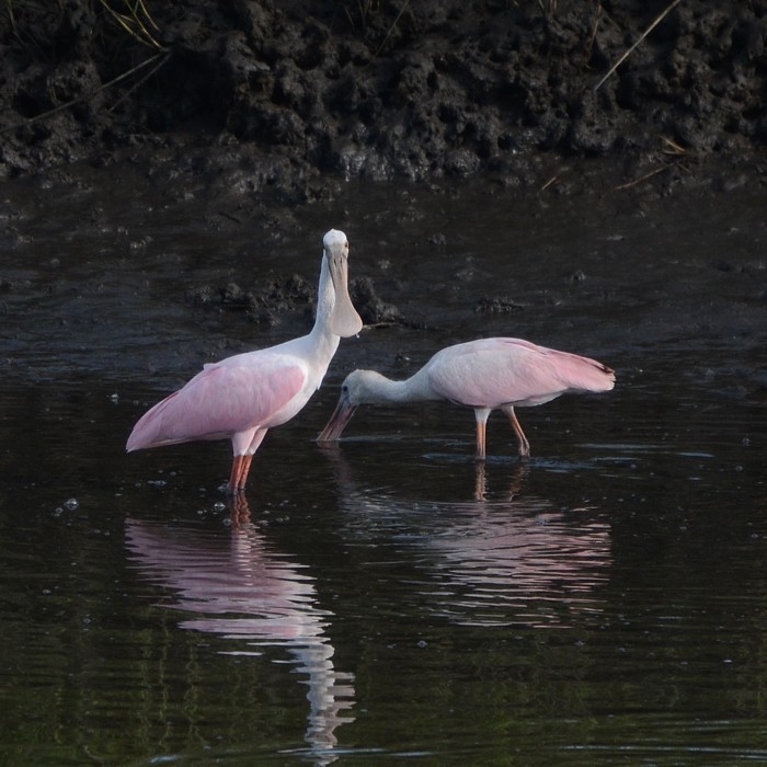 Roseate Spoonbill