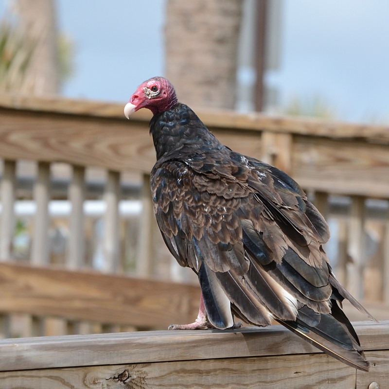Turkey Vulture