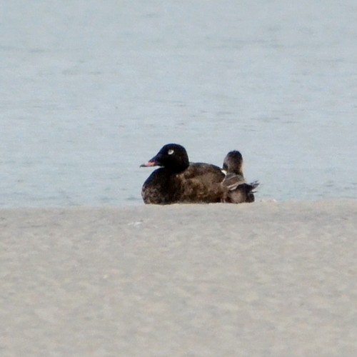 White-winged Scoter