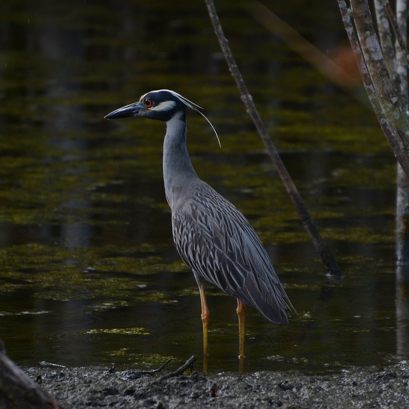 Yellow-crowned Night-Heron