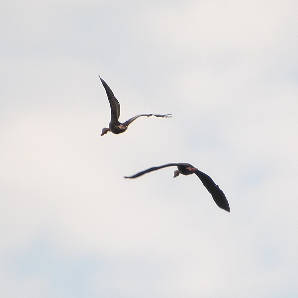 Black-bellied Whisteling-Duck