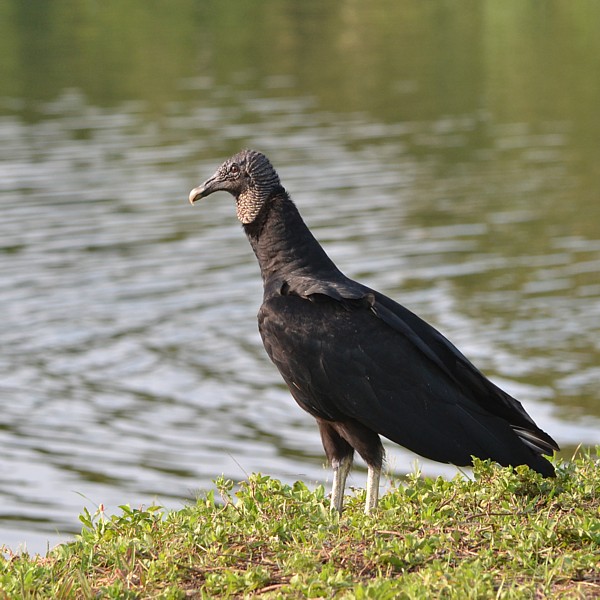 Black Vulture