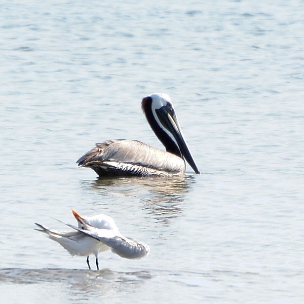 Brown Pelican