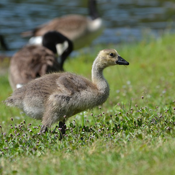 Canada Goose