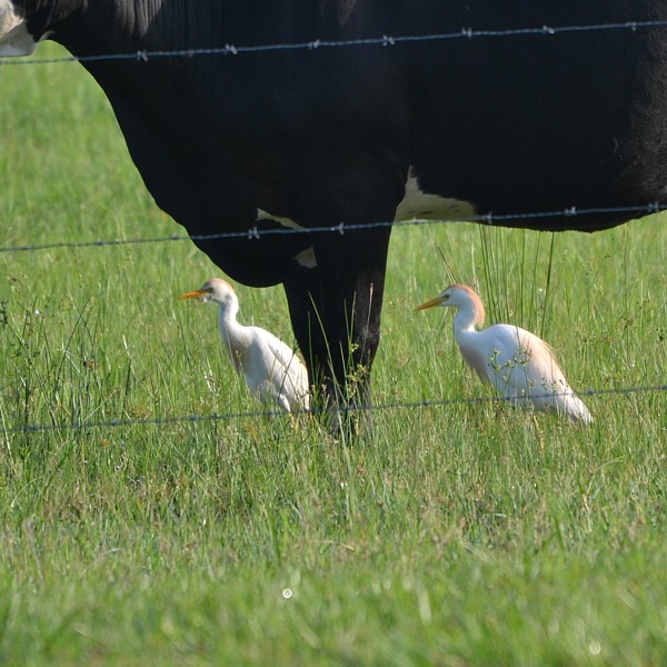Cattle Egret