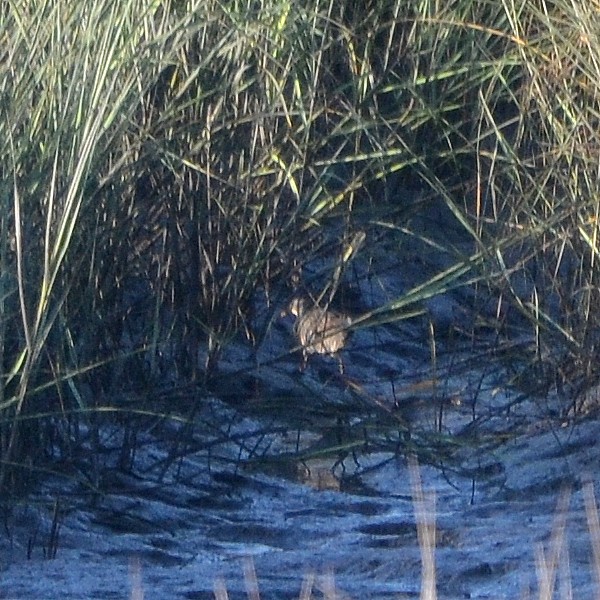 Clapper Rail