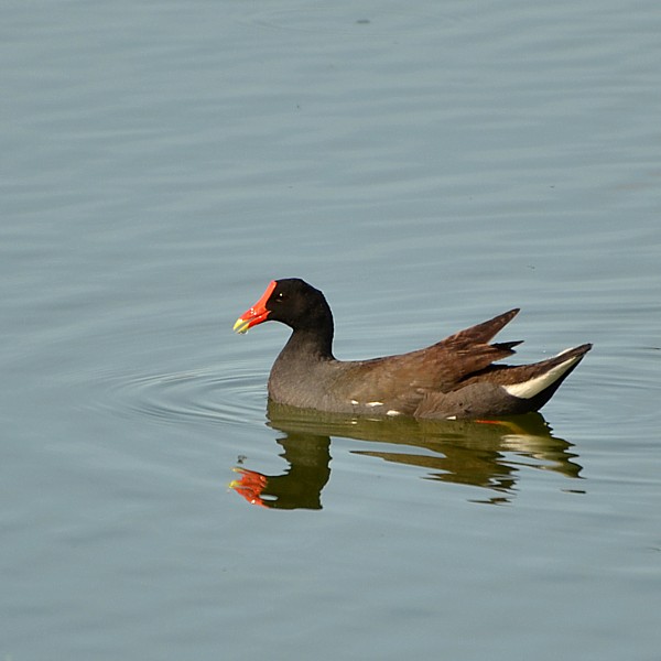 Common Gallinule