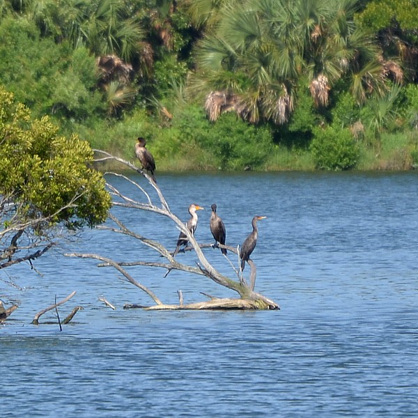 Double-crested Cormorant