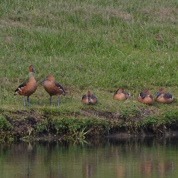 Fulvous Whistling-Duck