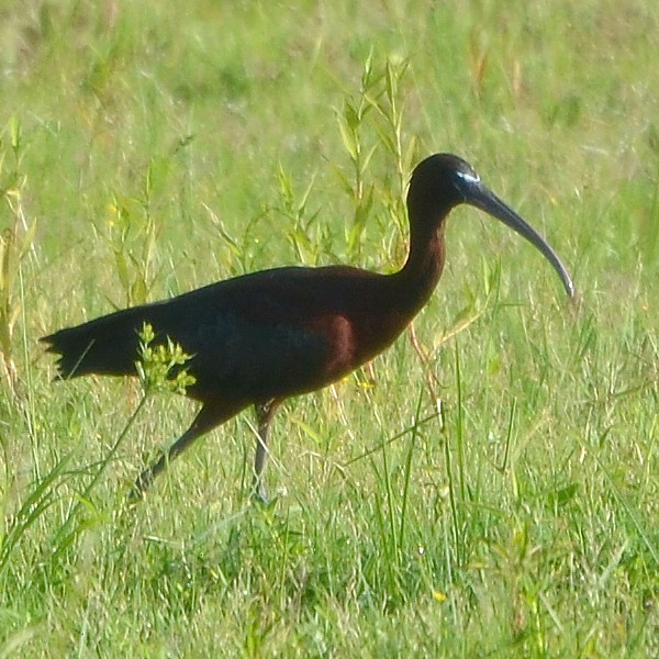 Glossy Ibis