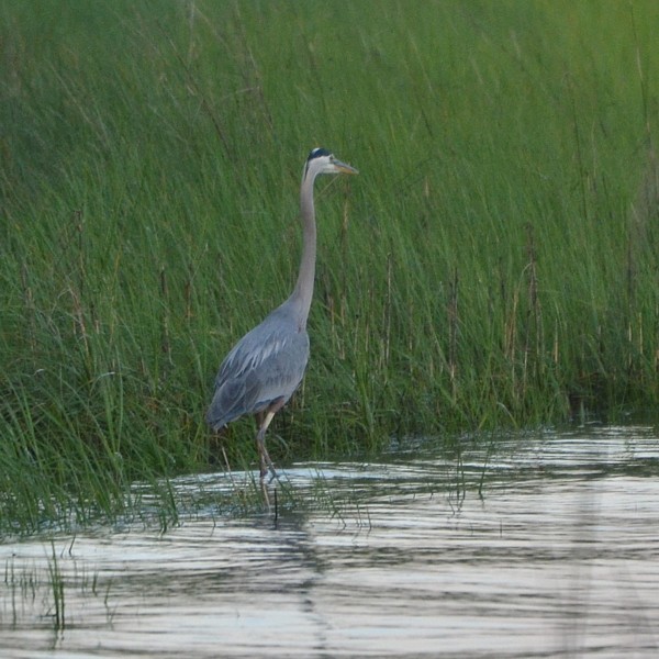 Great Blue Heron