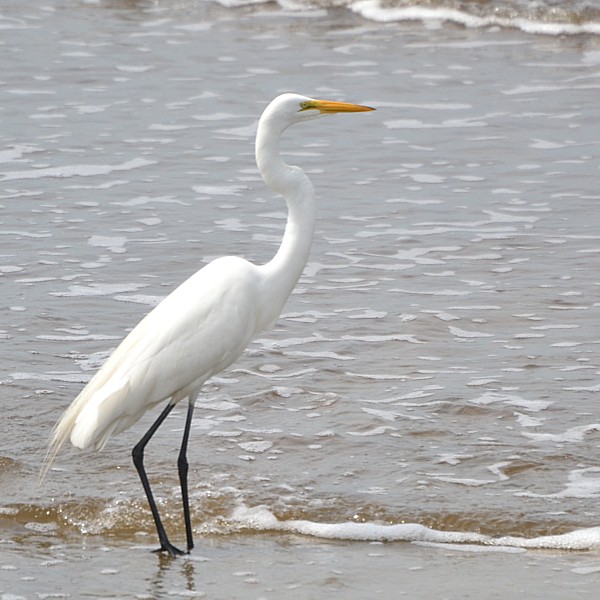 Great Egret