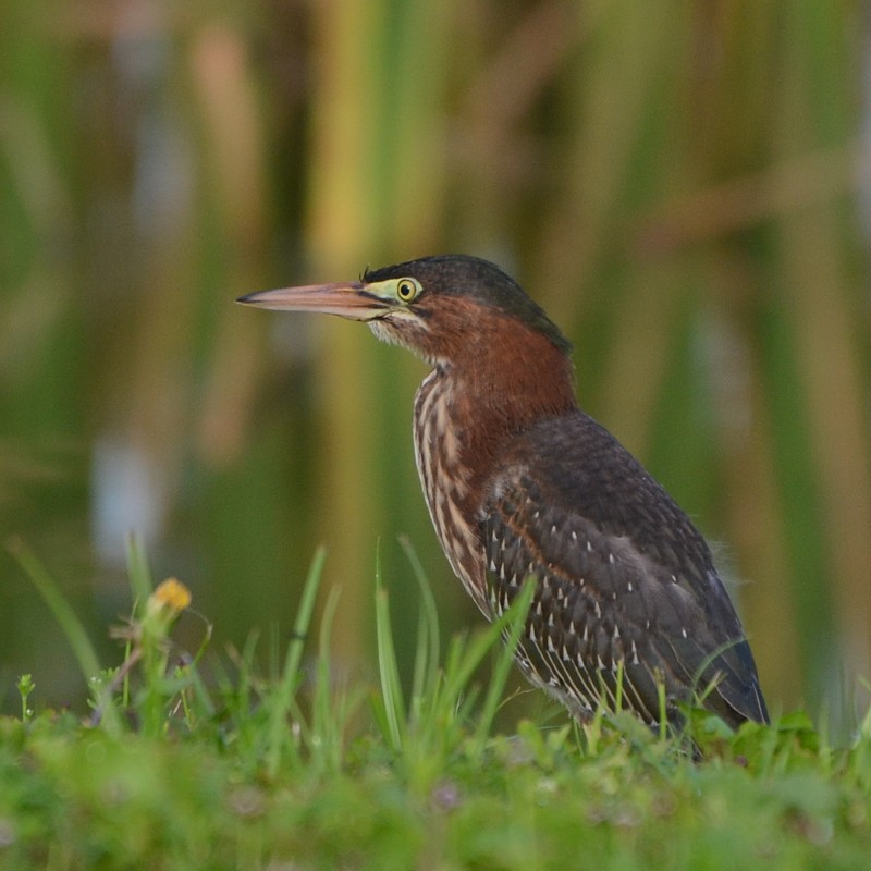 Green Heron
