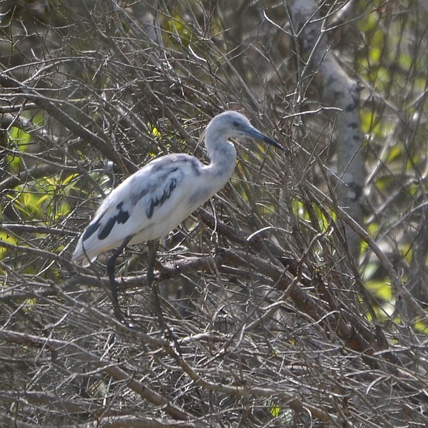 Little Blue Heron