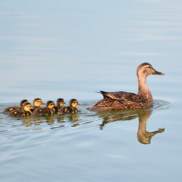 Mottled Duck