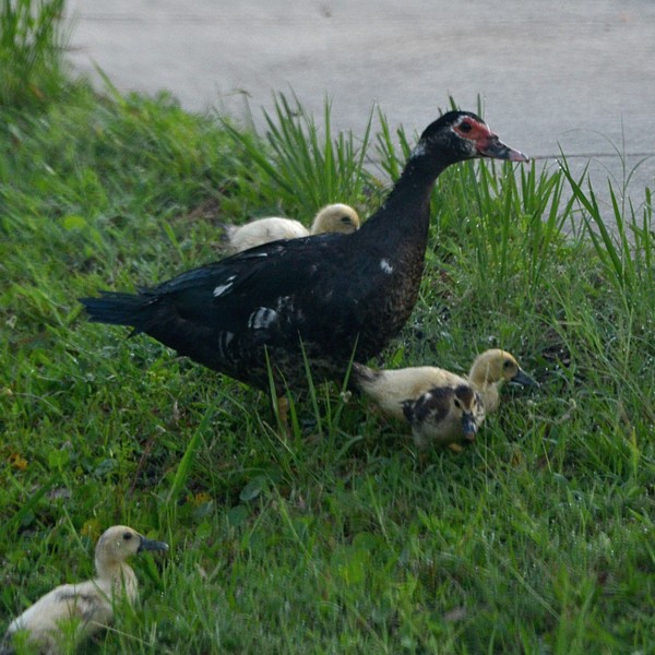 Muscovy Duck