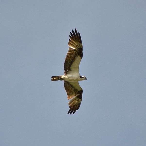 Osprey