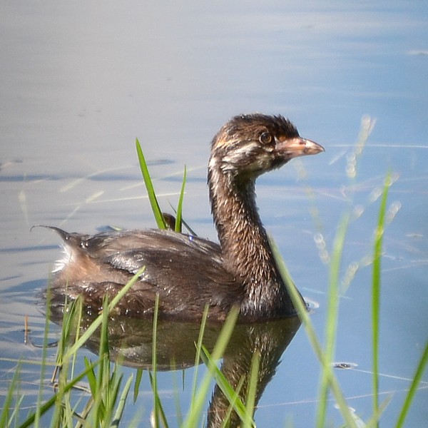 Pied-billed Grebe