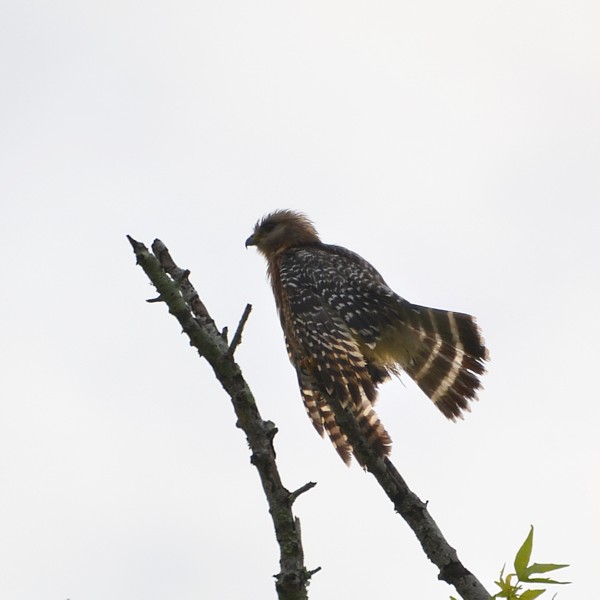 Red-shouldered Hawk